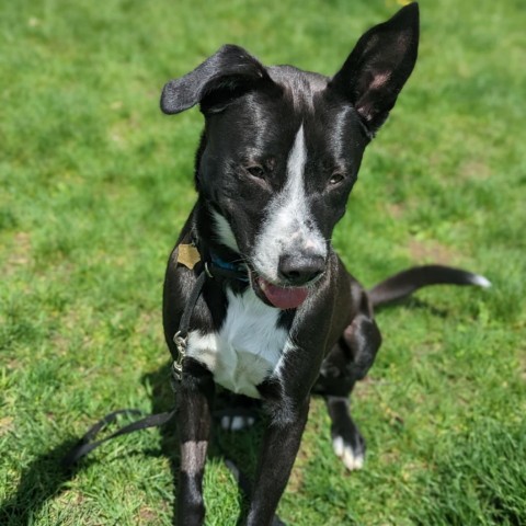 7764 Waffles, an adoptable Mixed Breed in Sandown, NH, 03873 | Photo Image 3