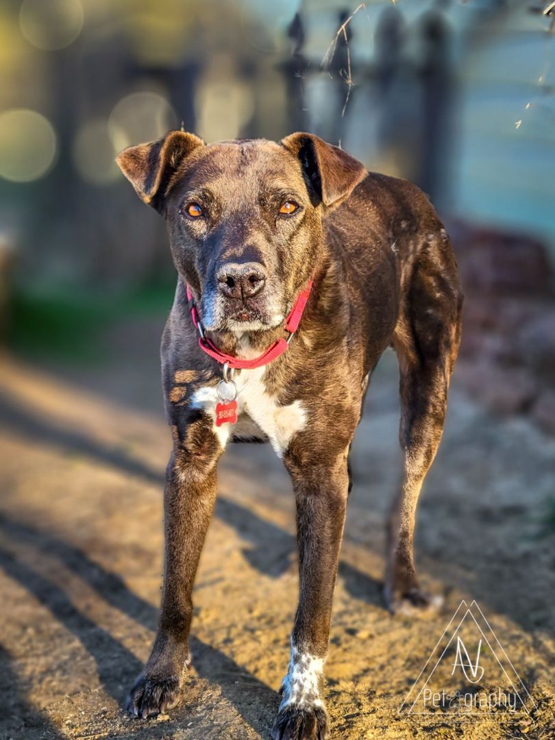 german shorthaired pointer boxer mix