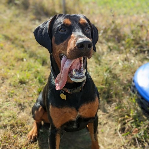 7719 Bentley, an adoptable Doberman Pinscher in Sandown, NH, 03873 | Photo Image 1