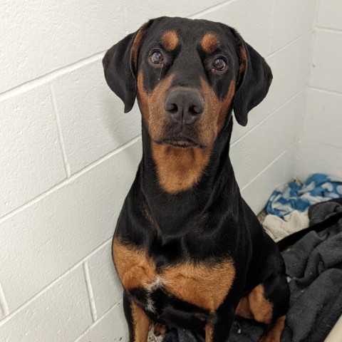 7719 Bentley, an adoptable Doberman Pinscher in Sandown, NH, 03873 | Photo Image 2