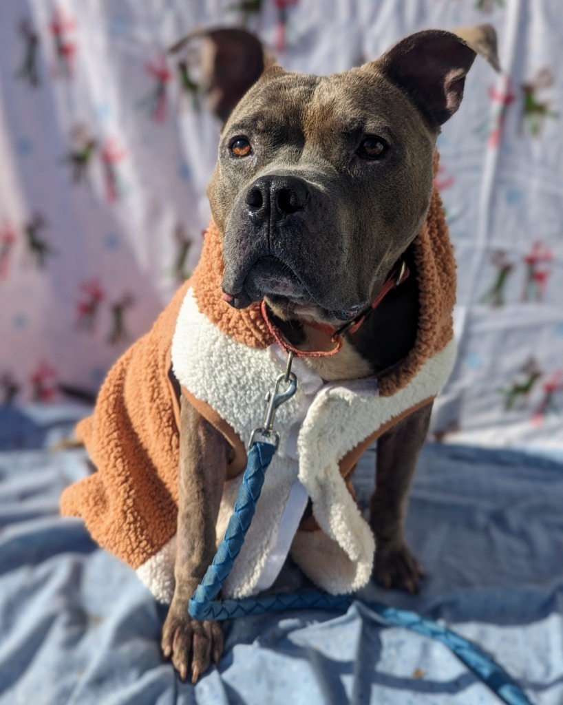 Walter-Sponsored, an adoptable American Staffordshire Terrier in Richmond, IN, 47374 | Photo Image 1