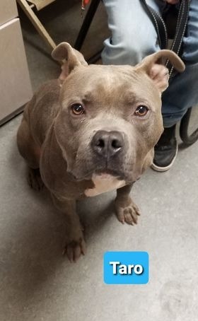 Walter-Sponsored, an adoptable American Staffordshire Terrier in Richmond, IN, 47374 | Photo Image 2