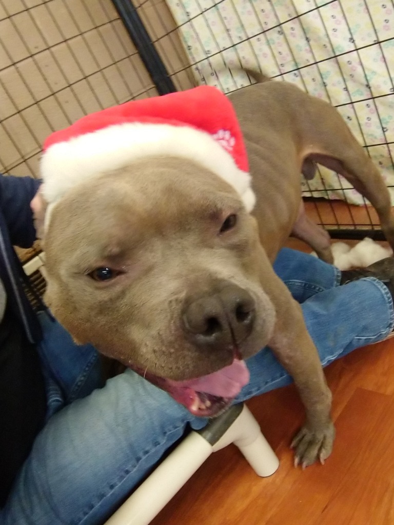 Walter-Sponsored, an adoptable American Staffordshire Terrier in Richmond, IN, 47374 | Photo Image 3