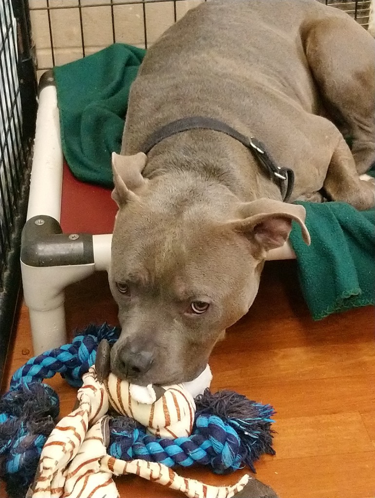 Walter-Sponsored, an adoptable American Staffordshire Terrier in Richmond, IN, 47374 | Photo Image 4