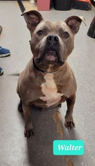 Walter-Sponsored, an adoptable American Staffordshire Terrier in Richmond, IN, 47374 | Photo Image 5