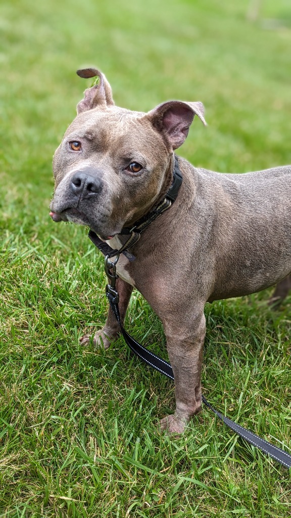 Walter-Sponsored, an adoptable American Staffordshire Terrier in Richmond, IN, 47374 | Photo Image 6