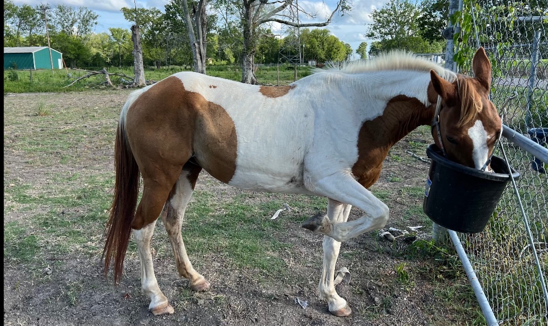Horse for adoption Duchess, a Paint / Pinto in Walker, LA Petfinder