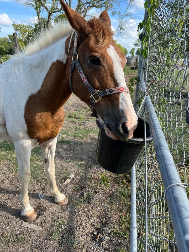 Horse for adoption Duchess, a Paint / Pinto in Walker, LA Petfinder
