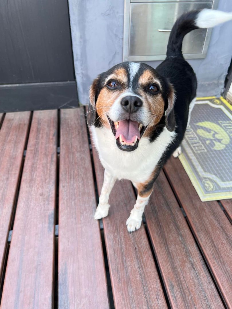 Charlie and Henry, an adoptable Beagle, Pomeranian in Cedar Rapids, IA, 52404 | Photo Image 5