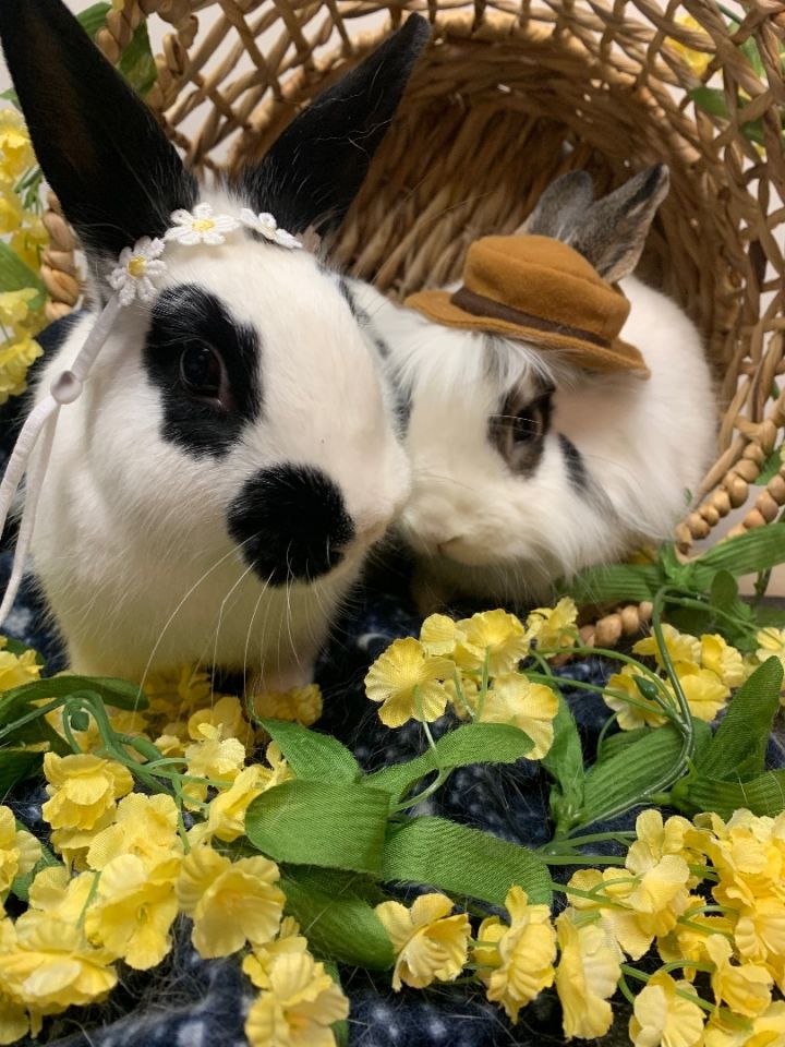 Samurai & Zahara, an adoptable Bunny Rabbit Mix in Youngstown, OH_image-4