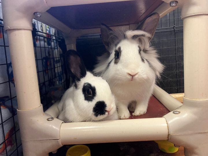 Samurai & Zahara, an adoptable Bunny Rabbit Mix in Youngstown, OH_image-6