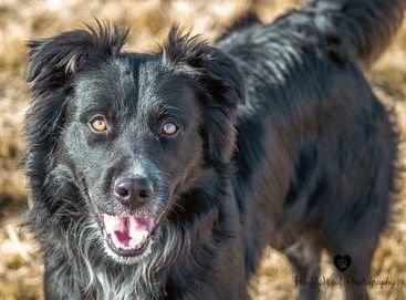 TOBY, an adoptable Border Collie in Prineville, OR, 97754 | Photo Image 1