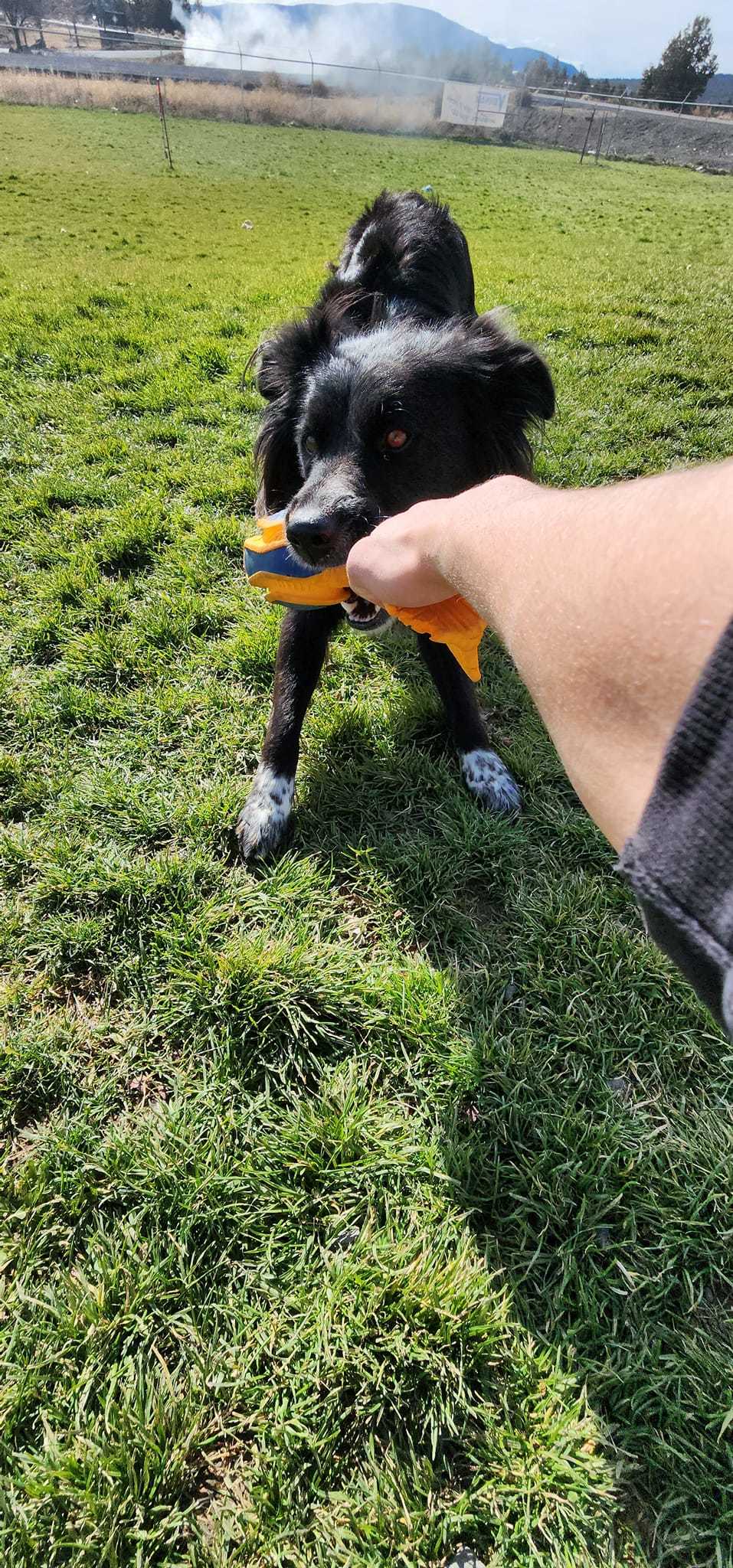 TOBY, an adoptable Border Collie in Prineville, OR, 97754 | Photo Image 2