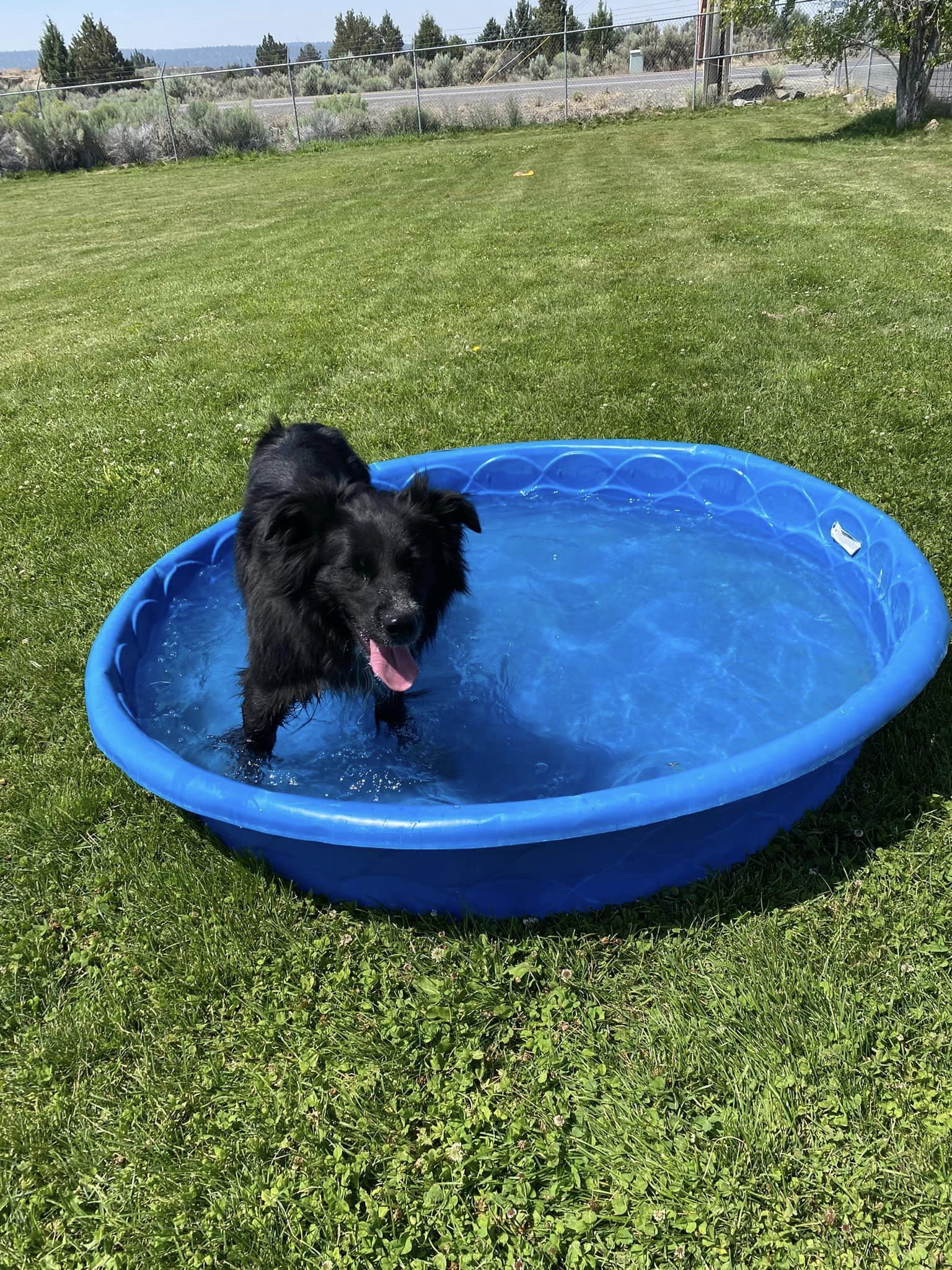 TOBY, an adoptable Border Collie in Prineville, OR, 97754 | Photo Image 3