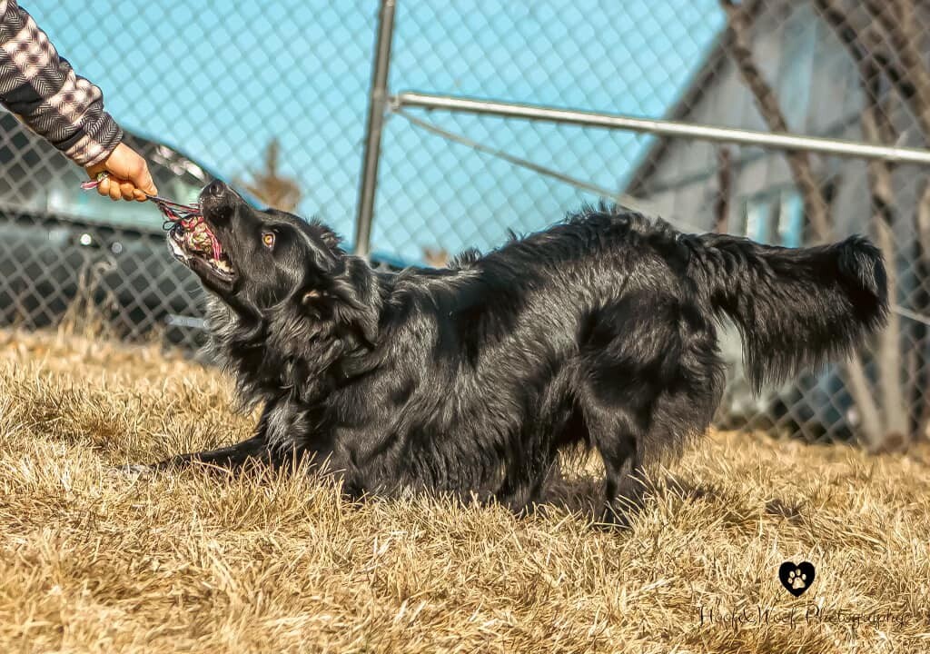 TOBY, an adoptable Border Collie in Prineville, OR, 97754 | Photo Image 4