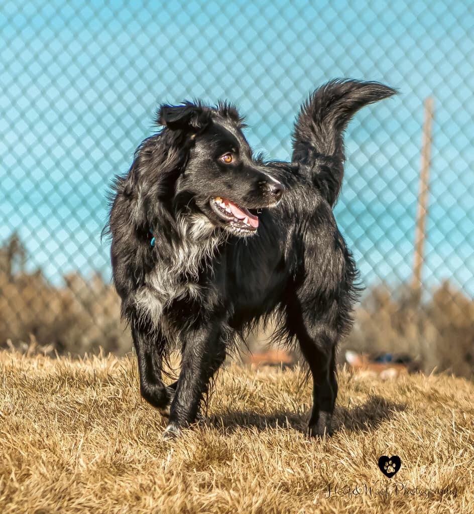 TOBY, an adoptable Border Collie in Prineville, OR, 97754 | Photo Image 5