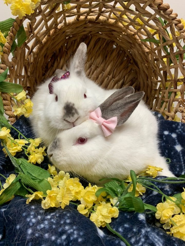 Razzle & Dazzle, an adoptable Bunny Rabbit Mix in Youngstown, OH_image-4