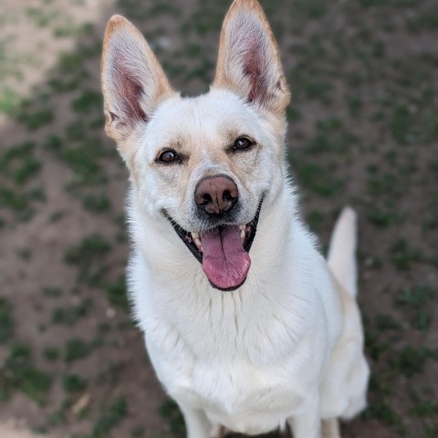 Kira, an adoptable Shepherd, Mixed Breed in Spokane, WA, 99217 | Photo Image 1