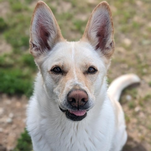 Kira, an adoptable Shepherd, Mixed Breed in Spokane, WA, 99217 | Photo Image 2