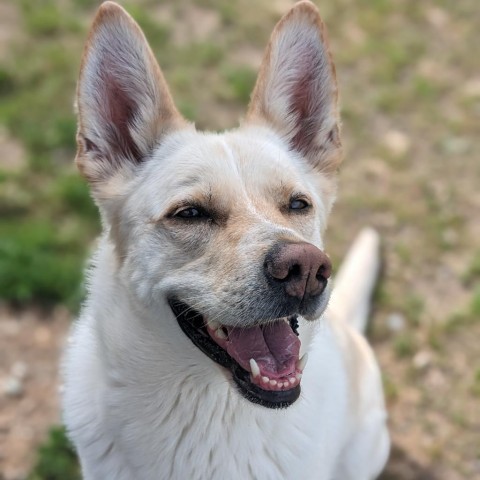 Kira, an adoptable Shepherd, Mixed Breed in Spokane, WA, 99217 | Photo Image 3