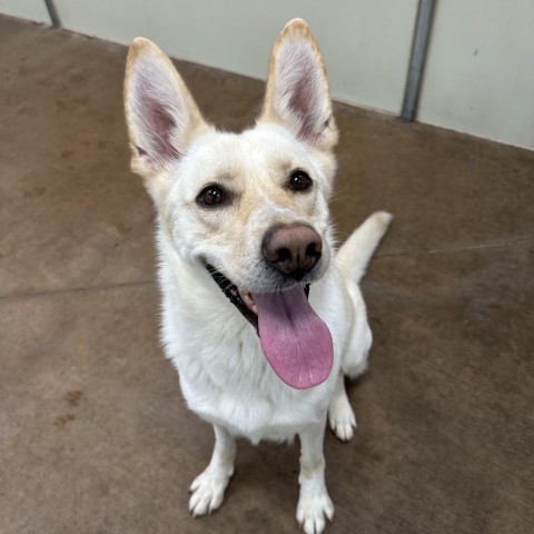 Kira, an adoptable Shepherd, Mixed Breed in Spokane, WA, 99217 | Photo Image 4