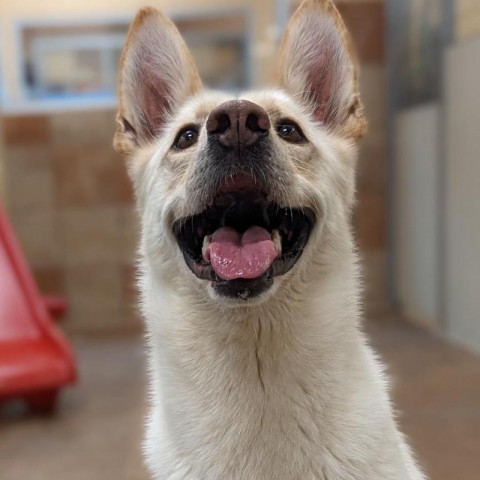 Kira, an adoptable Shepherd, Mixed Breed in Spokane, WA, 99217 | Photo Image 5