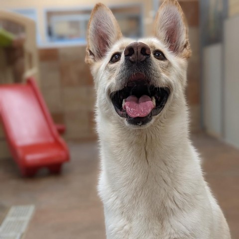 Kira, an adoptable Shepherd, Mixed Breed in Spokane, WA, 99217 | Photo Image 6