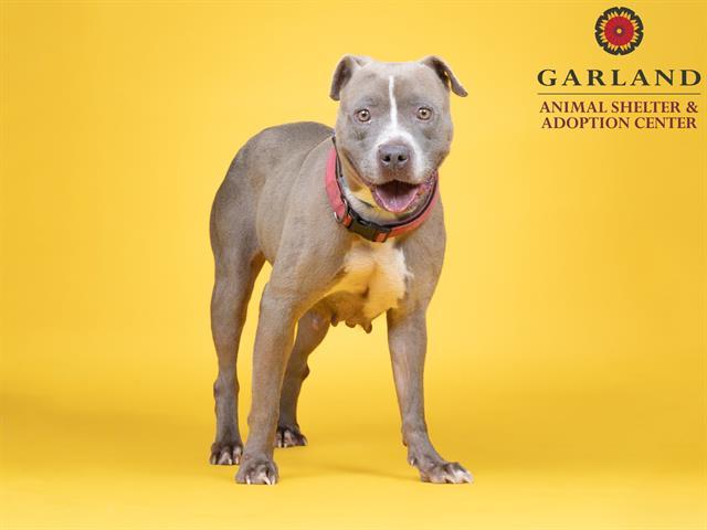BUNNY*, an adoptable Pit Bull Terrier in Garland, TX_image-1