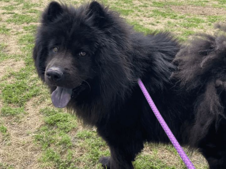 Midnight, an adoptable Chow Chow in Hernando, MS_image-1