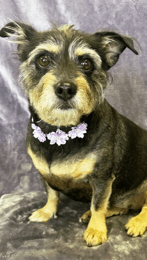 Tammy, an adopted Terrier in Lodi, CA_image-1