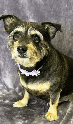 Tammy, an adopted Terrier in Lodi, CA_image-3