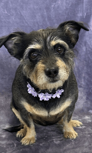 Tammy, an adopted Terrier in Lodi, CA_image-4