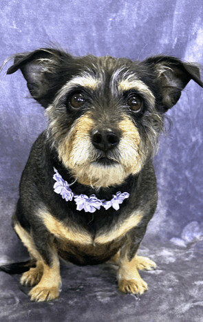 Tammy, an adopted Terrier in Lodi, CA_image-5