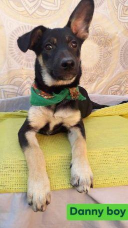 Danny Boy , an adoptable German Shepherd Dog Mix in Puyallup, WA_image-2