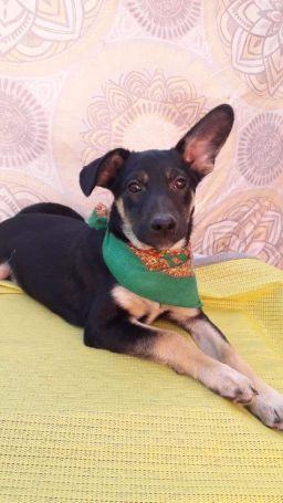 Danny Boy , an adoptable German Shepherd Dog Mix in Puyallup, WA_image-3