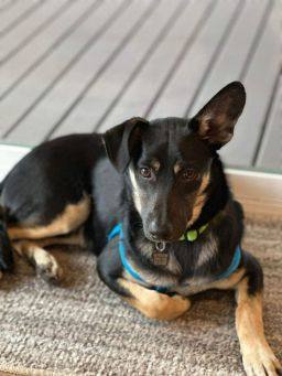Danny Boy , an adoptable German Shepherd Dog Mix in Puyallup, WA_image-1