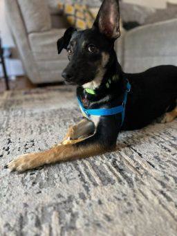 Danny Boy , an adoptable German Shepherd Dog Mix in Puyallup, WA_image-6