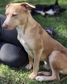 Doc, an adoptable Labrador Retriever & Chihuahua Mix in Twin Falls, ID_image-1