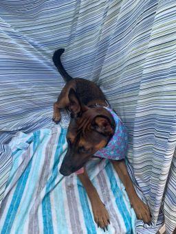 Bella, an adoptable German Shepherd Dog Mix in Puyallup, WA_image-5