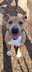 Bellatrix, an adoptable Pit Bull Terrier Mix in Heathsville, VA_image-2