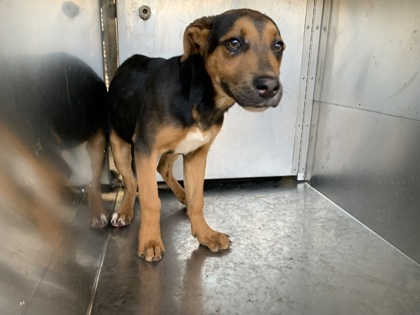 Ketchup, an adoptable German Shepherd Dog Mix in Fort Worth, TX_image-1