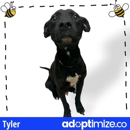 Tyler, an adoptable Pit Bull Terrier Mix in Gray, LA_image-2