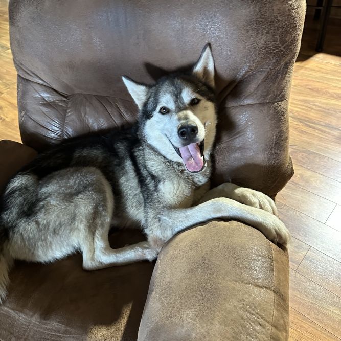 Nalee a Calm Sweet Girl!   ****Located in Ashburnham MA****