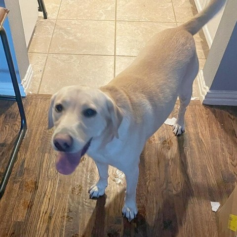 Bella 2