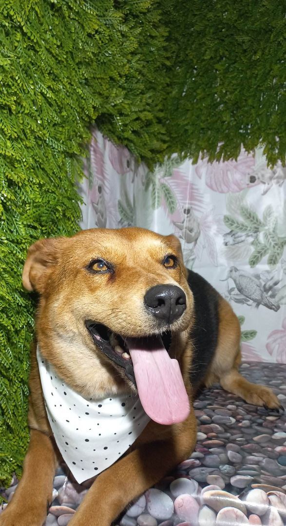 Flor, an adoptable Mixed Breed in Puyallup, WA_image-2