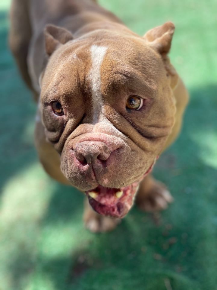Lucille 2