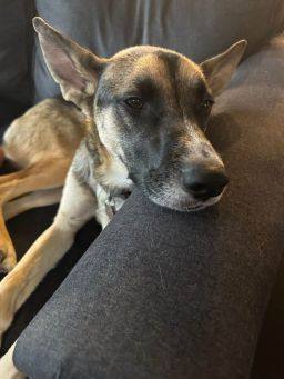 Boti, an adoptable German Shepherd Dog Mix in Puyallup, WA_image-2