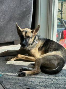 Boti, an adoptable German Shepherd Dog Mix in Puyallup, WA_image-5