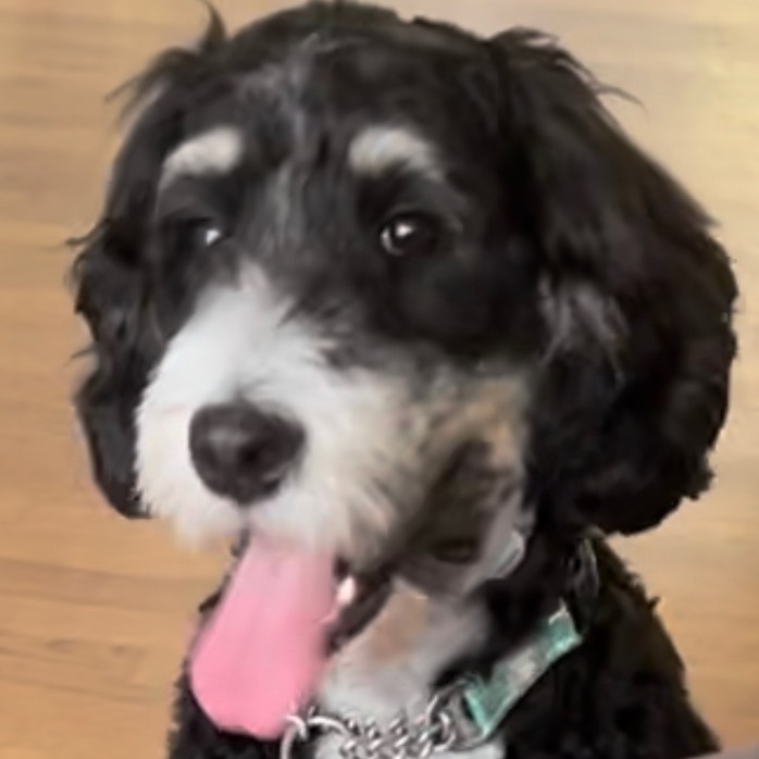 Jojo , an adopted Bernedoodle & Miniature Poodle Mix in Rochester, NY_image-1