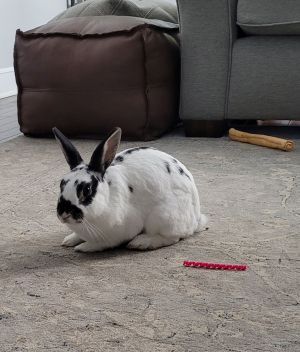 Rabbit for adoption - Serama , a Bunny Rabbit in Jersey City, NJ